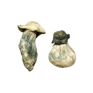 Buy Albino Penis Envy Magic Mushrooms UK