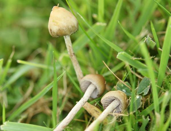 Buy Magic Mushrooms UK