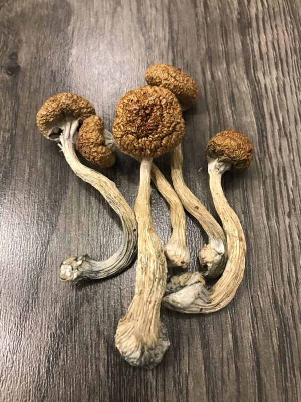 Buy Mexican Magic Mushrooms online