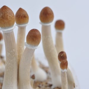 Buy Amazonian mushroom online London UK