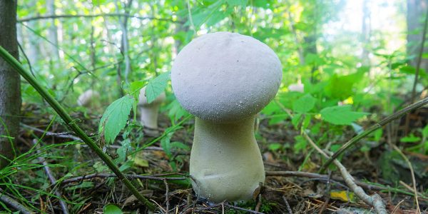 Buy puffball mushrooms online London UK