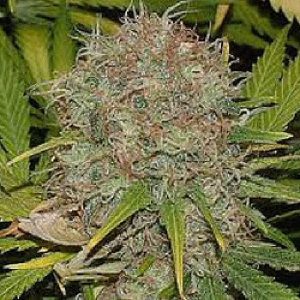 AK-48 is a impressive Indica-dominant hybrid cannabis strain. Although its name’s closeness to another well-known strain, AK-47, AK-48